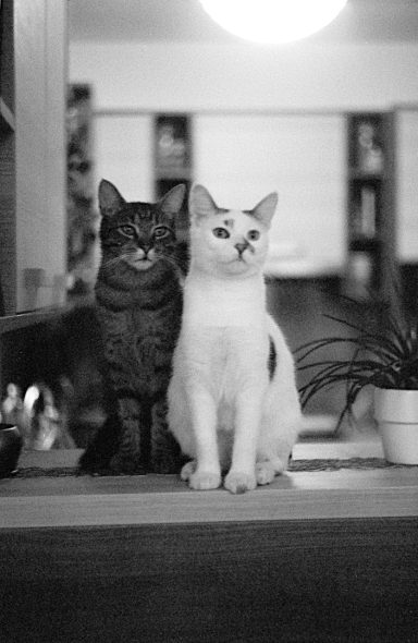 Two cats, one gray tabby and one white, sit side by side on a counter.